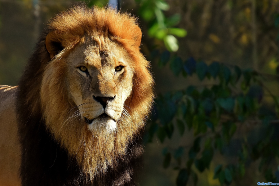 Indeomgeving Leeuw burgerzoo