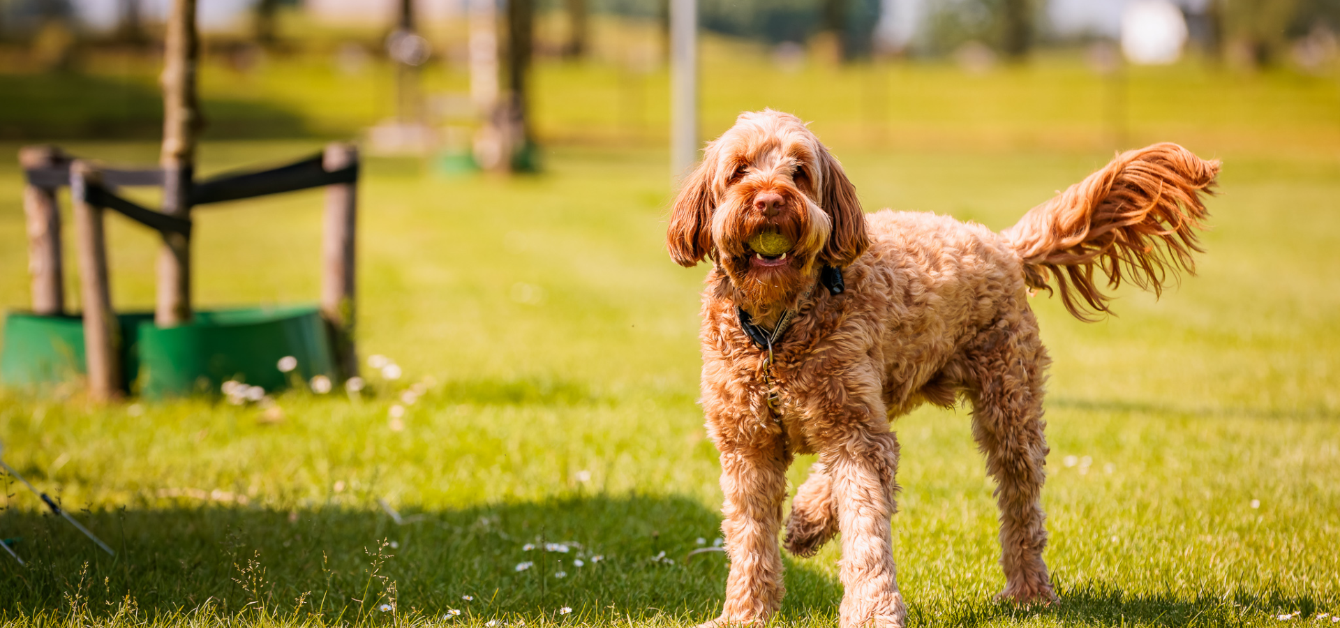 Camping mit hund in holland eiland van maurik