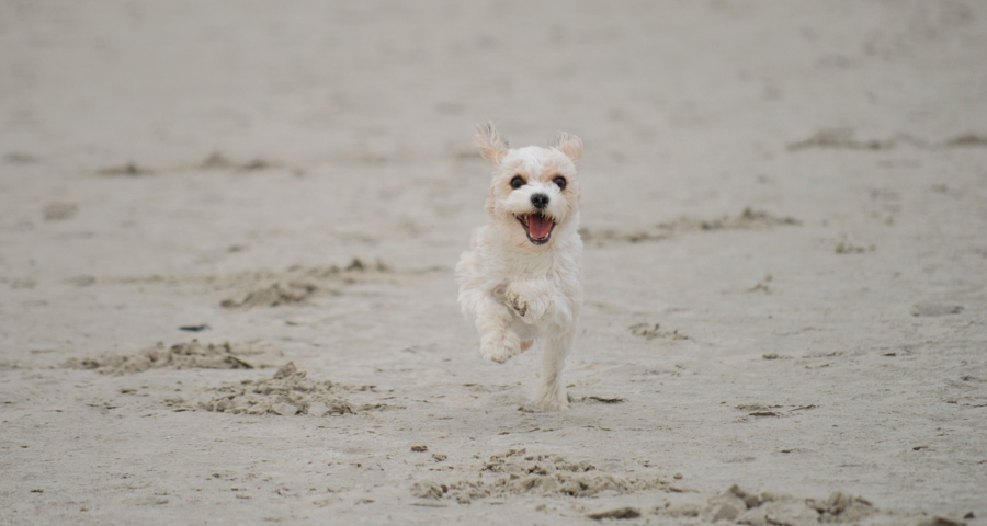 Camping mit hund hundestrand maurik