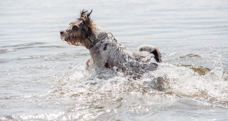 Camping mit hund holland badesee